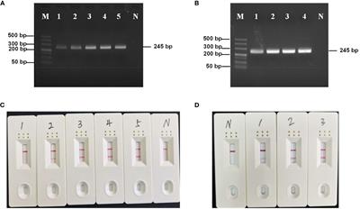 Rapid detection of Enterocytospora artemiae in Chinese grass shrimp (Palaemonetes sinensis) through isothermal recombinase polymerase amplification